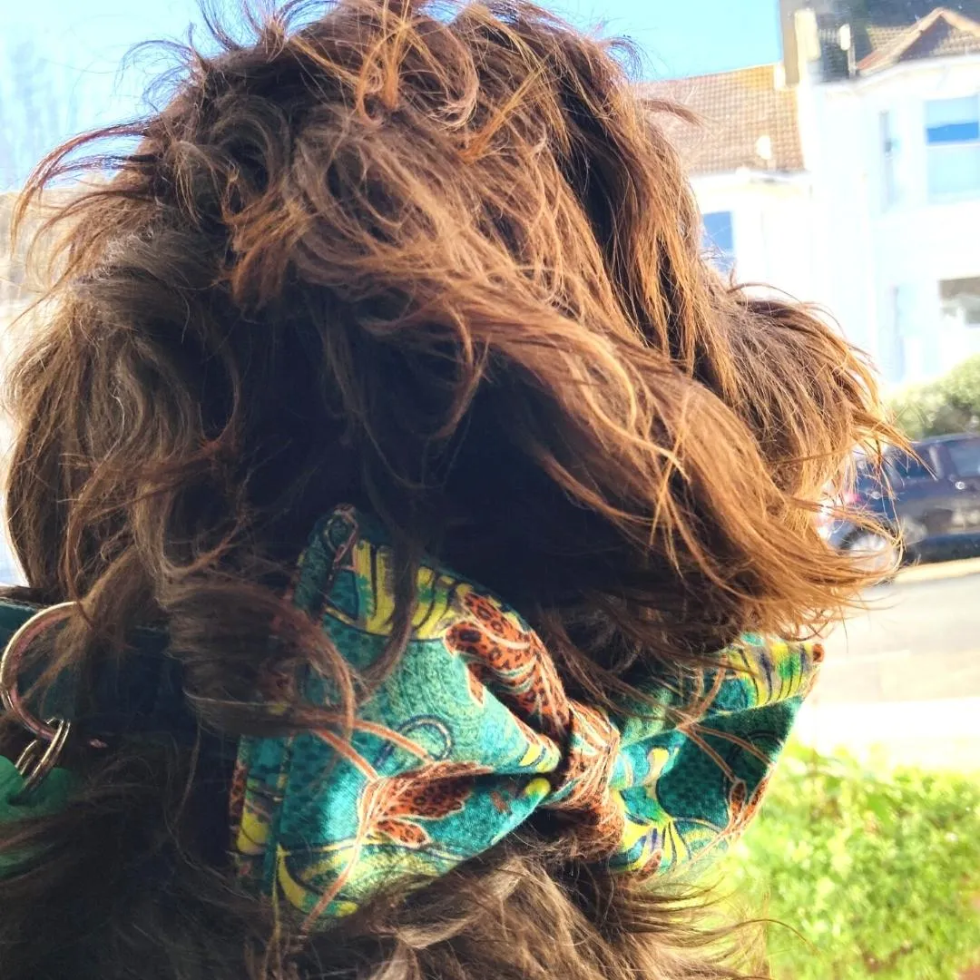 Club Tropicana Teal Velvet Dog Collar With Detachable Bow Tie