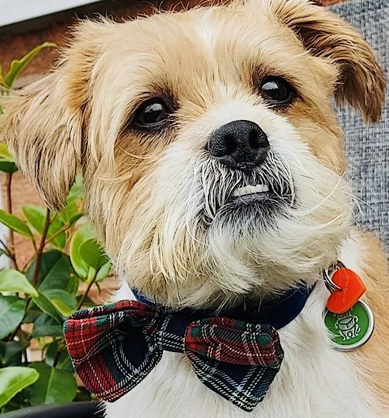 Dougal McHandsome Bow Tie Designer Dog Collar