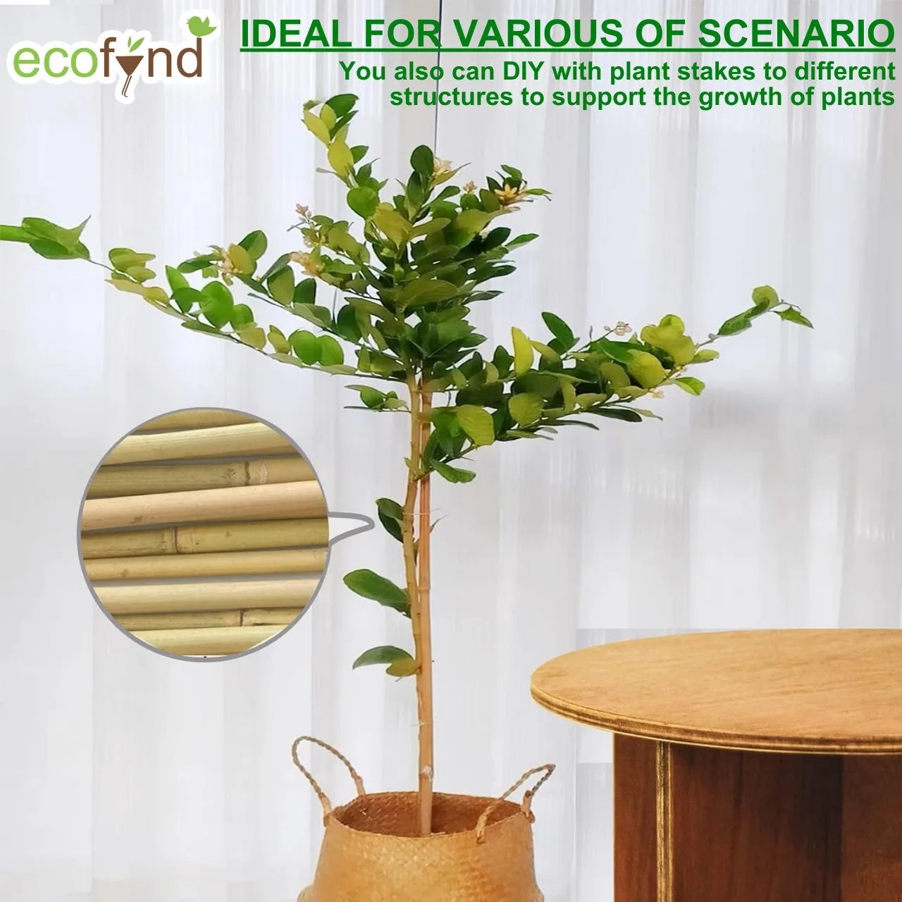 Natural Bamboo Plant Sticks