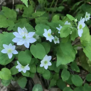 Rue Anemone - Thalictrum thalictroides